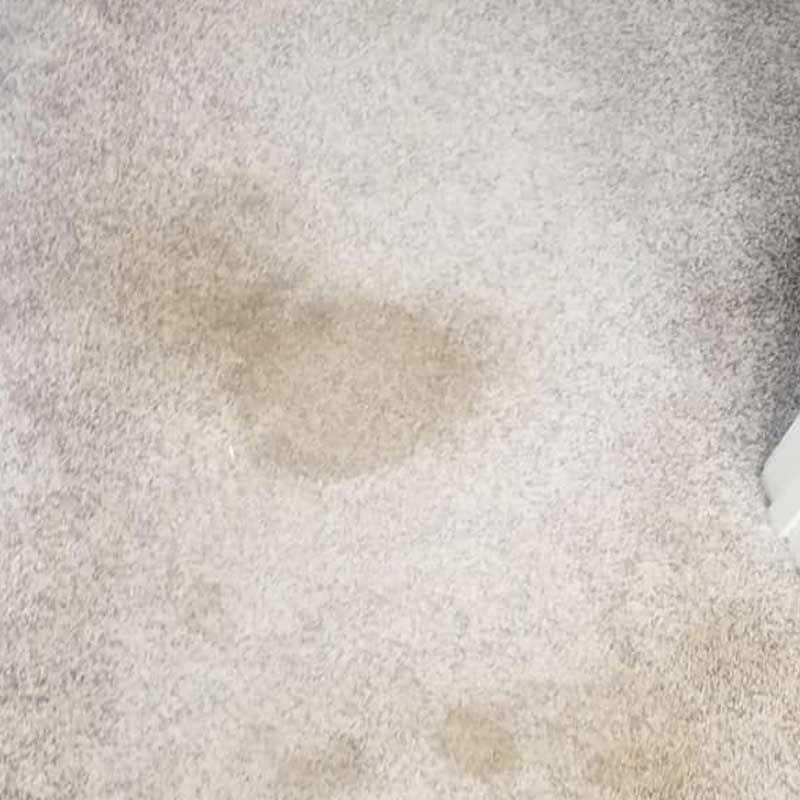A pet urine stain in a carpet